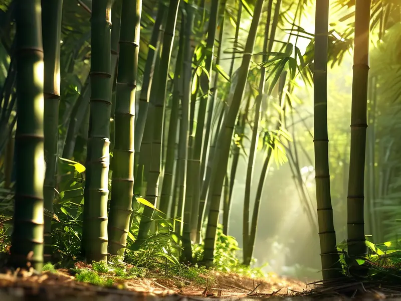 酿酒师在竹林中挑选竹子制作竹子酒