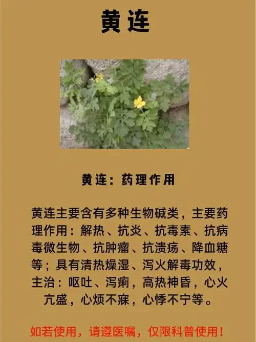 生黄连与酒黄连的对比特写图，展示炮制前后颜色、质感的显著变化。_1