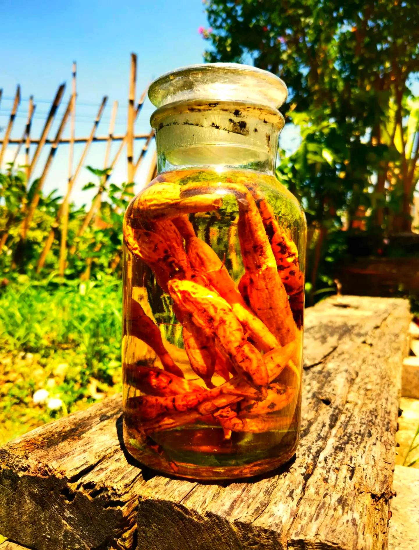 酿酒师在酒柜前仔细检查牛大力泡酒的色泽与澄清度_1