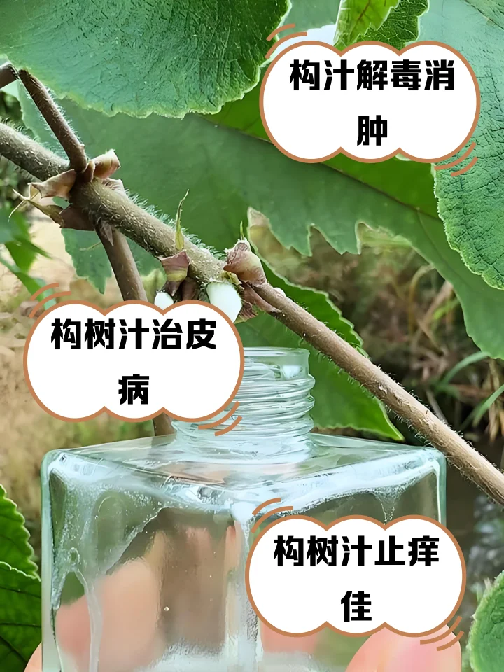构树青果泡酒的透明玻璃罐特写，展示新鲜果实与琥珀色酒液的完美结合。_1