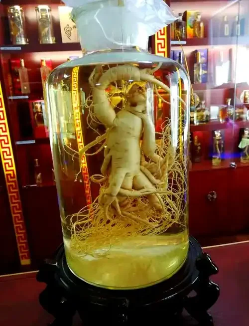 一个装着完整人参和琥珀色酒液的广口玻璃瓶，展示家庭人参泡酒的理想状态。_1