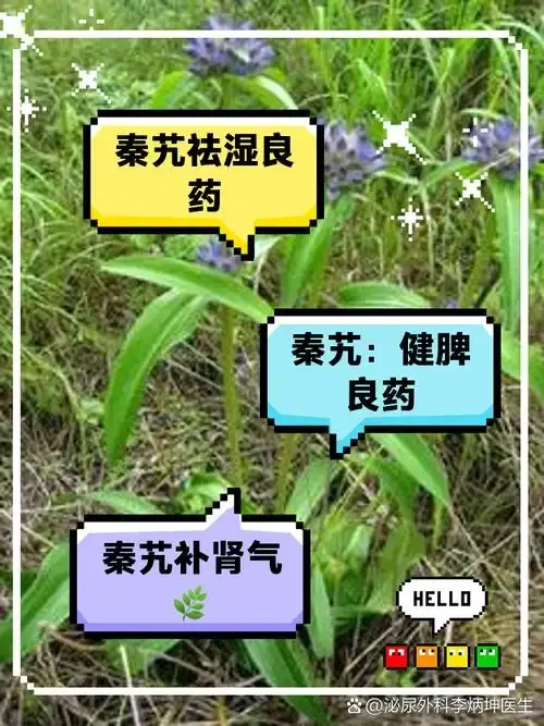 专业泡制秦艽酒的过程展示：玻璃罐中秦艽根茎与基酒清晰可见，背景为传统医药书籍。_1