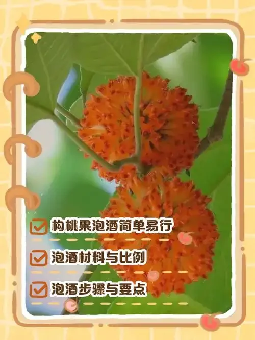 构树果泡酒正确与错误对比：新鲜构树果、清澈琥珀色果酒与浑浊失败品在工作台上的展示_1