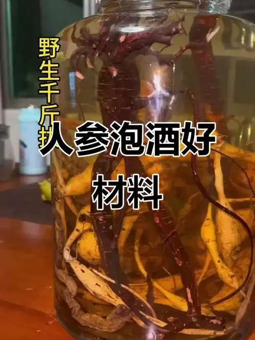 传统木桌上摆放的千斤拔泡酒特写：透明玻璃罐中琥珀色酒液浸泡着千斤拔药材，旁边有药秤和瓷杯，氛围宁静专业_1