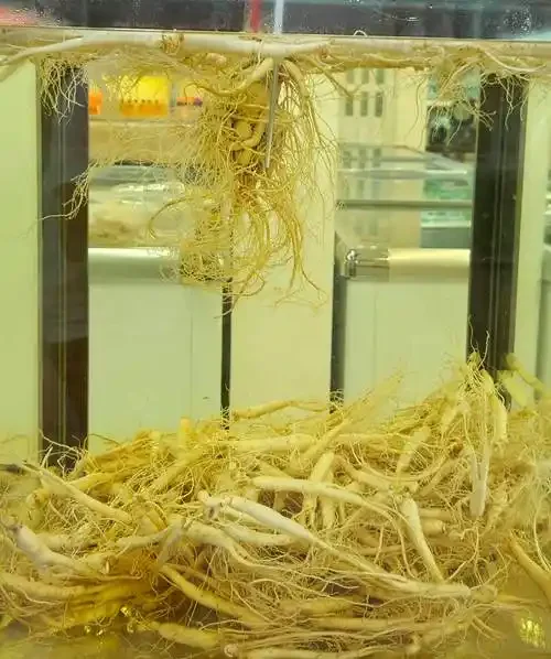 家庭自制玛卡人参泡酒的成品展示，透明玻璃罐内酒液金黄，玛卡人参清晰可见。_1