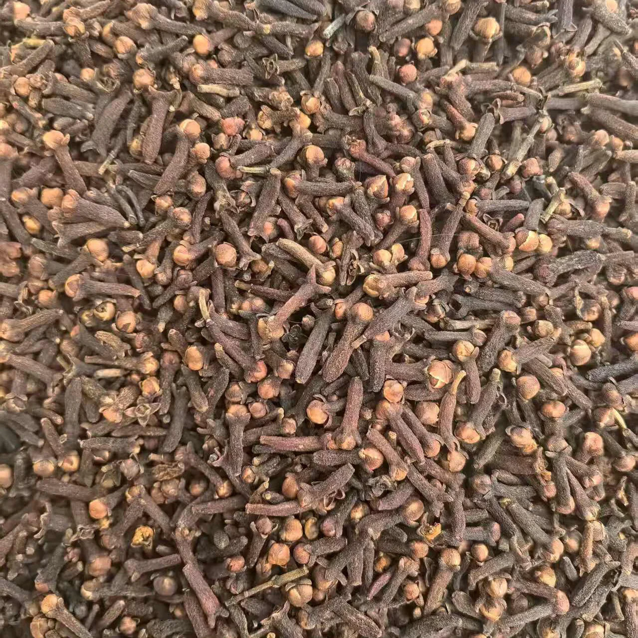 公丁香与母丁香泡在玻璃酒罐中的对比照片，用于展示钓鱼药酒制作的选材差异。_1