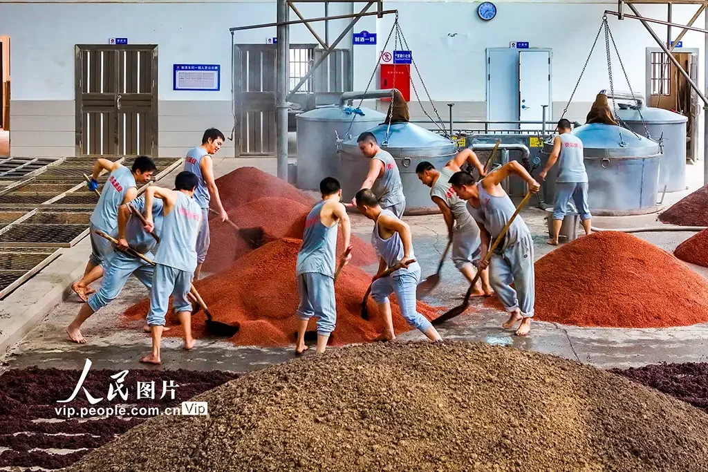 酿酒师在泸州老酒坊中，用传统人工踩曲法制作酒曲，展现郑国酿酒的核心工艺环节_1