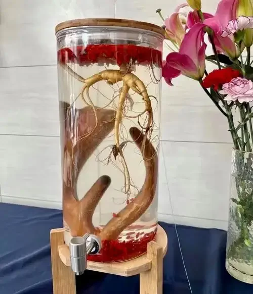 家庭自制鹿茸枸杞泡酒的成品展示，透明玻璃瓶中可见金黄的酒液、鹿茸片和枸杞子。_1