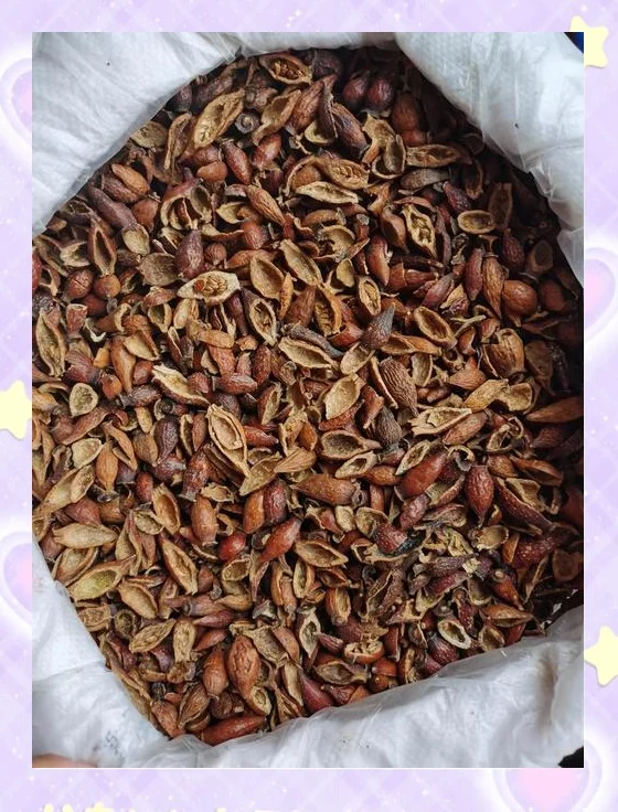 传统陶坛旁，完整金樱子果实与取出的金樱子籽对比展示，用于说明泡酒前的预处理步骤。_1