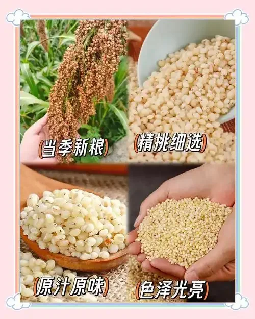 饲料高粱与酿酒高粱的微距对比图，清晰展示颗粒大小、颜色、表皮厚度和胚芽形态的差异_1