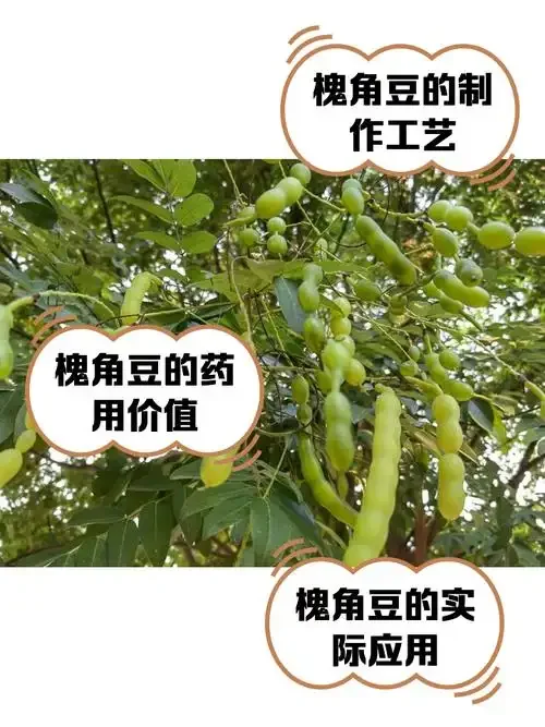 槐角泡酒过程特写：玻璃瓶中金黄色的酒液浸泡着槐角和红枣，旁边摆放着原材料和工具。_1