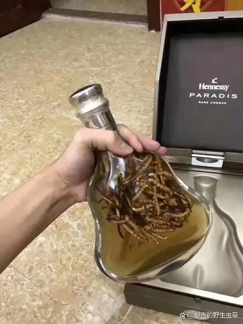 冬虫夏草泡酒配方展示：透明酒坛中可见冬虫夏草、枸杞、人参切片浸泡于金黄色酒液中。_1