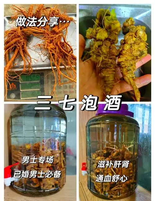 酿酒师在检查三七泡酒的材料与过程，展示正确的泡酒准备场景_1