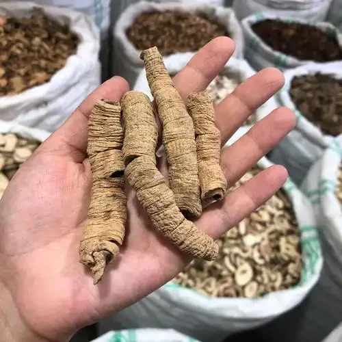 玻璃罐中正在浸泡的巴戟天药酒，酒液金黄，巴戟天根茎清晰可见，旁边散落着备用药材。_1