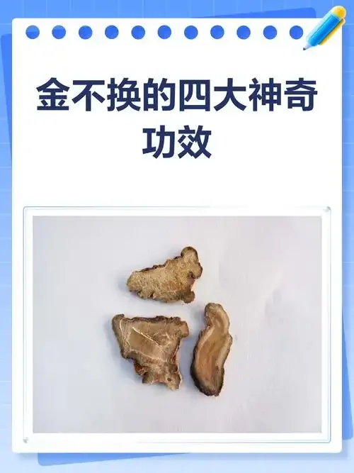 酿酒师工作台上准备的金不换叶与透明泡酒罐，用于演示金不换泡酒的制作准备过程_1