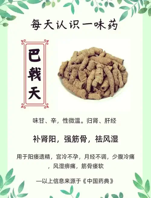 巴戟天泡酒过程展示：玻璃酒坛中巴戟天根块清晰可见，酒液呈琥珀色，旁边散落着原材料和工具。_1