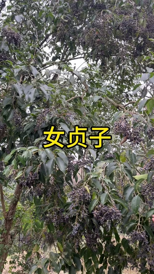 酒制女贞子炮制过程：陶瓷蒸锅与白酒准备_1