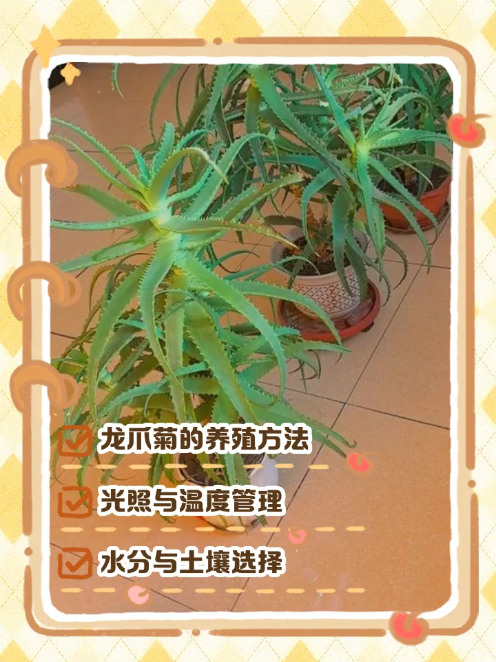 龙爪菊花瓣浸泡在透明玻璃酒瓶中的特写照片，展示泡酒初期的状态_1