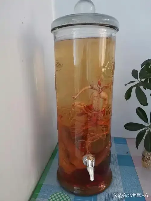 酿酒师正在向透明玻璃罐中放入枸杞、黄芪等药材，泡制养生药酒的过程特写_1