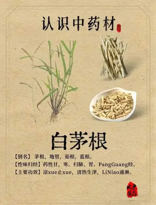 家庭自酿白茅根泡酒特写：玻璃罐中的白茅根在琥珀色酒液中清晰可见，旁边散落着几根干草根。_1