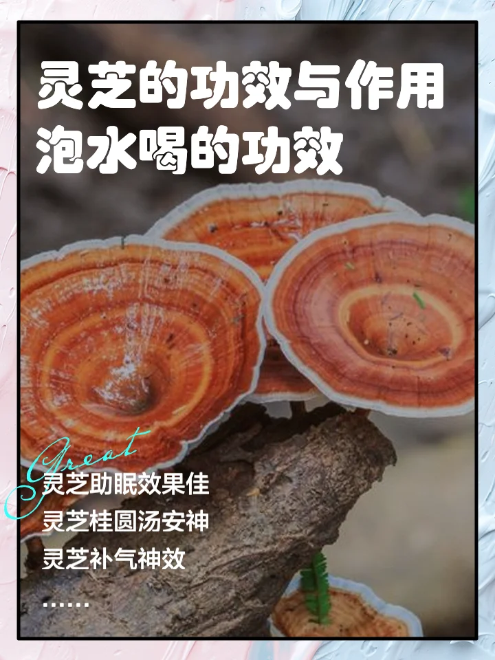 酿酒师工作台上，广口玻璃罐中正在浸泡的灵芝与切片灵芝特写，展示灵芝泡酒的初始状态。_1