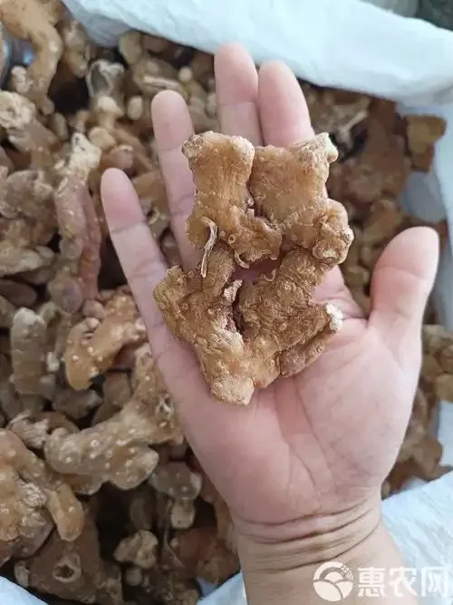 黄精与灵芝在透明玻璃酒坛中浸泡的实拍图，酒液呈现诱人的琥珀色_1