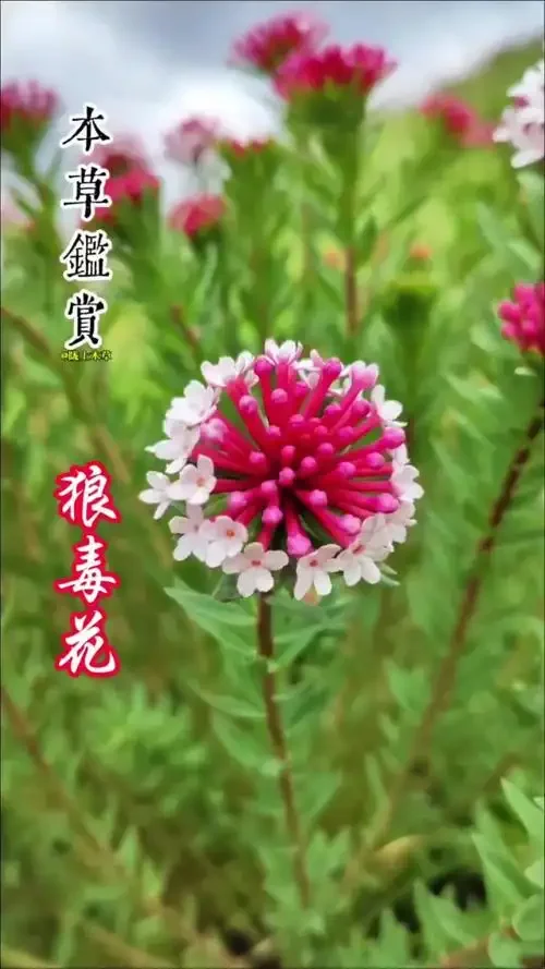 一个装有狼毒根的玻璃酒坛静置于木桌上，旁边有古医书和警示字条，光线对比强烈。_1