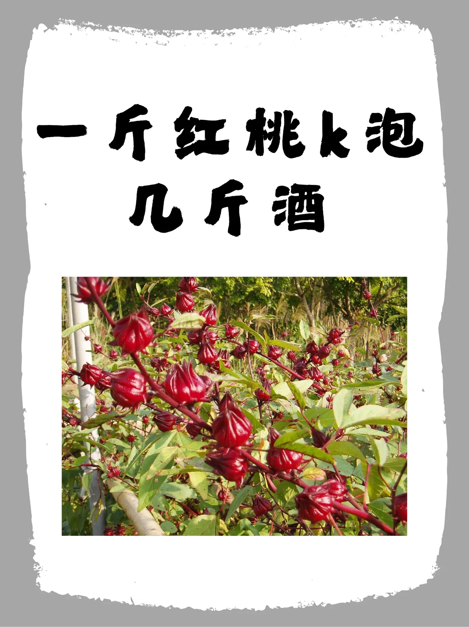 正在浸泡中的红桃K酒，花瓣在透明酒液中舒展开，呈现美丽的深红色。_1