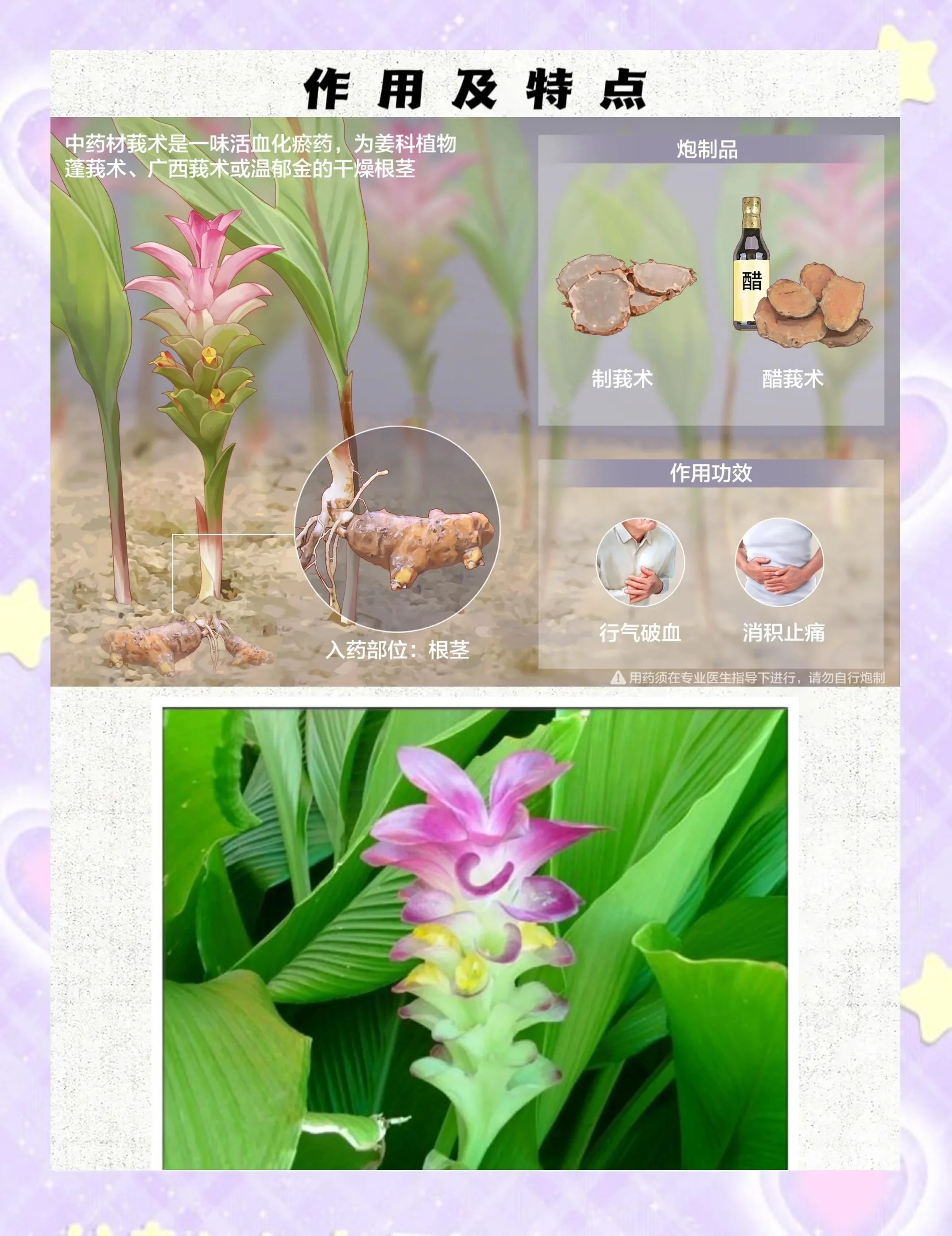 专业泡制莪术酒：玻璃罐中的琥珀色酒液与莪术片、枸杞等药材清晰可见，展示家庭自制养生酒的纯净与品质。_1