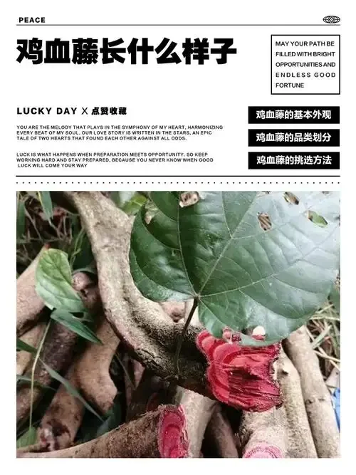 鸡血藤泡酒成品展示：透明酒坛中浸泡着红色鸡血藤切片和辅料，酒液呈琥珀色，背景古朴_1