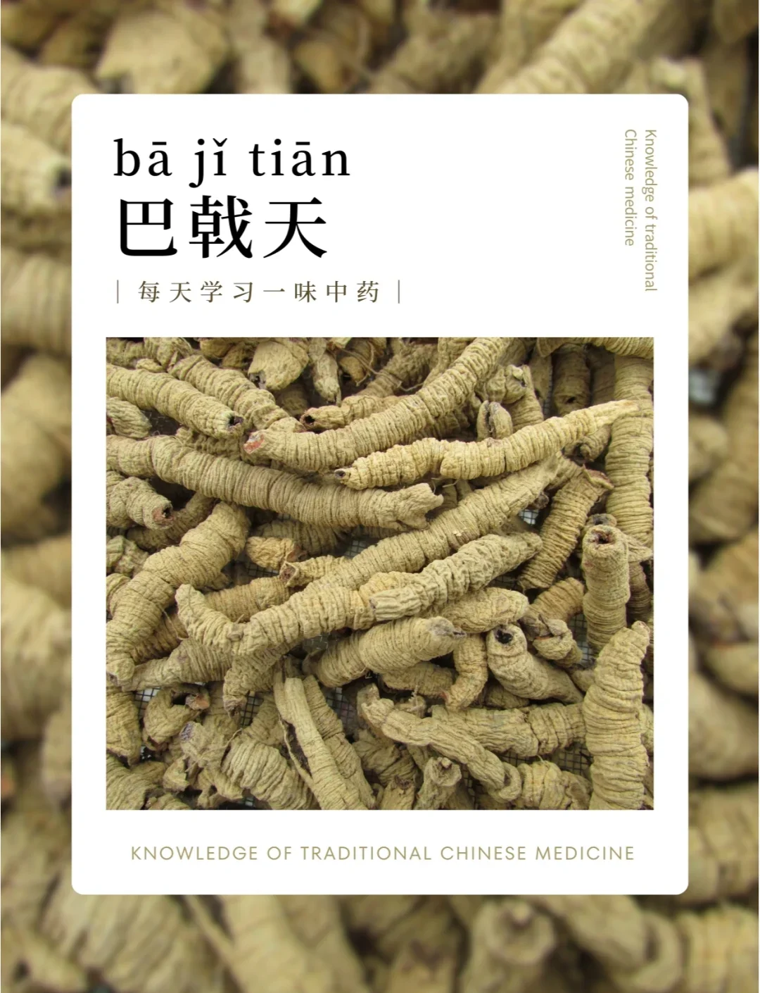鸡肠风泡酒配方特写：玻璃坛中浸泡着鸡肠风根、枸杞和红枣的琥珀色药酒，背景配有其他中药材，展现传统酿造工艺。_1