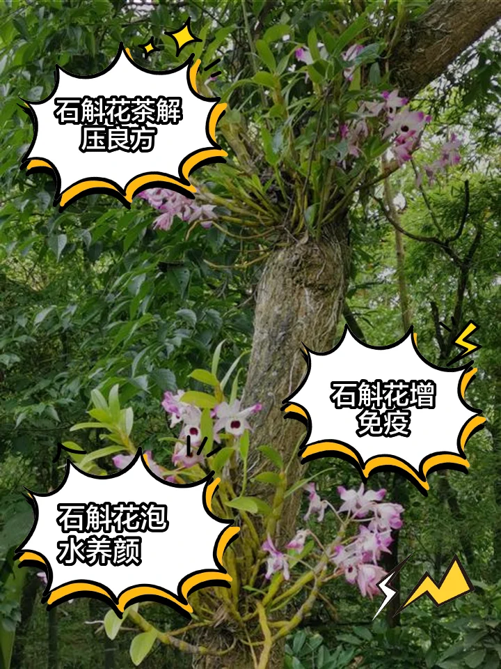 一瓶正在泡制中的铁皮石斛花酒特写，花朵在酒液中清晰可见，背景温馨。_1
