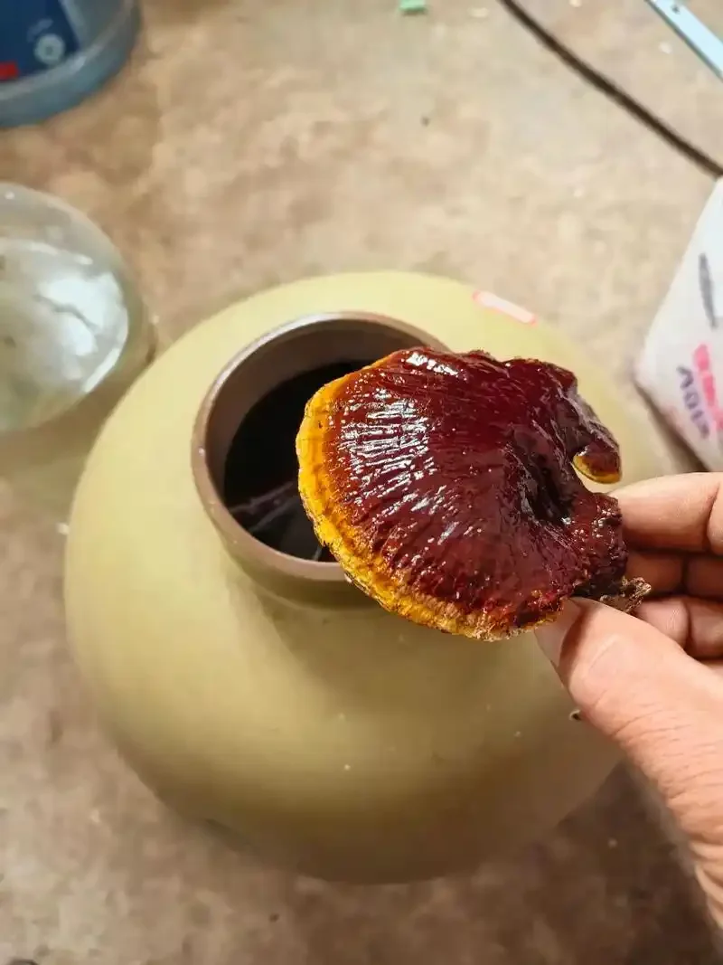 一瓶正在泡制的灵芝玛咖酒特写，玻璃罐中可见红色灵芝片、玛咖块以及枸杞红枣，酒体呈琥珀色，置于木纹桌面上。_1