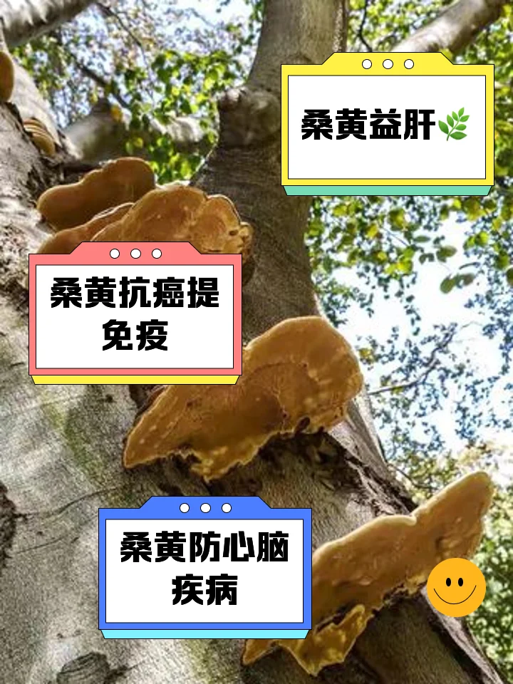 家庭自制桑黄泡酒实物展示：玻璃罐中金黄色的桑黄在琥珀色酒液中清晰可见_1