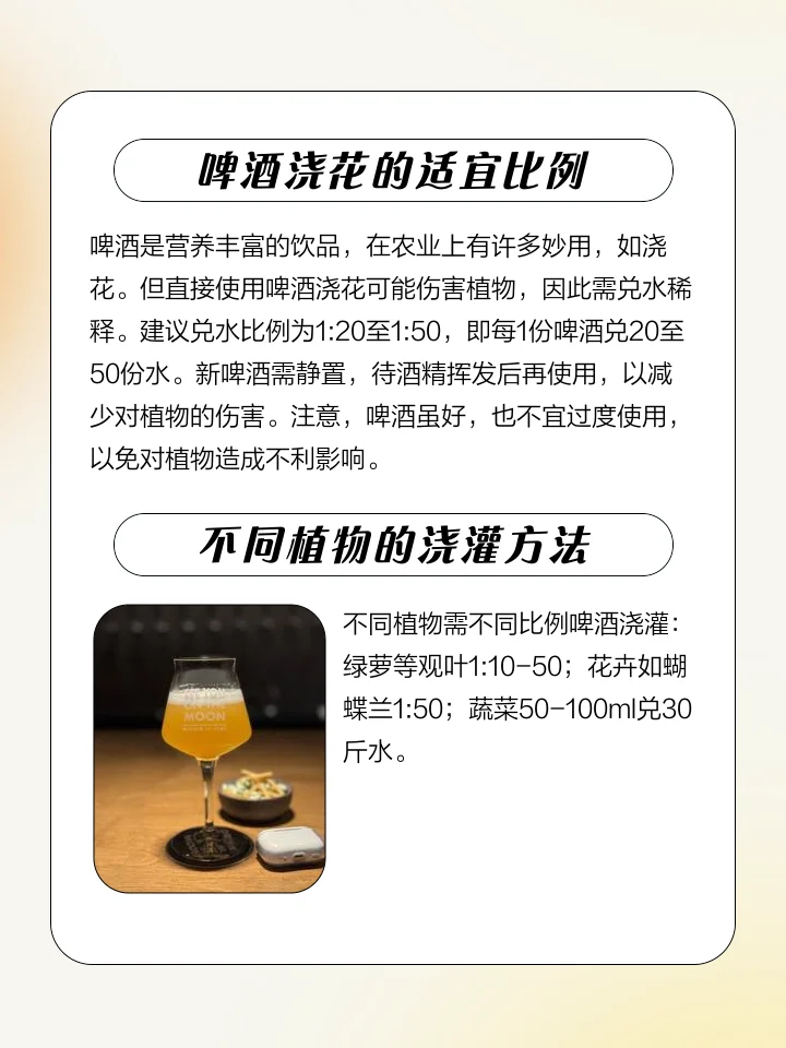 啤酒花与成品啤酒对比图：左侧是新鲜的绿色啤酒花球果，右侧是一杯清澈的金黄色艾尔啤酒，展示了啤酒花从原料到成酒的风味贡献。_1