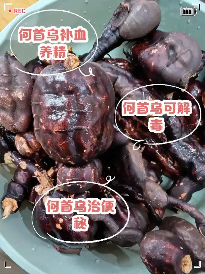 家庭自制首乌补肾酒原料与成品展示：透明玻璃罐中泡有琥珀色药酒，旁置制首乌片、枸杞、红枣等原料。_1