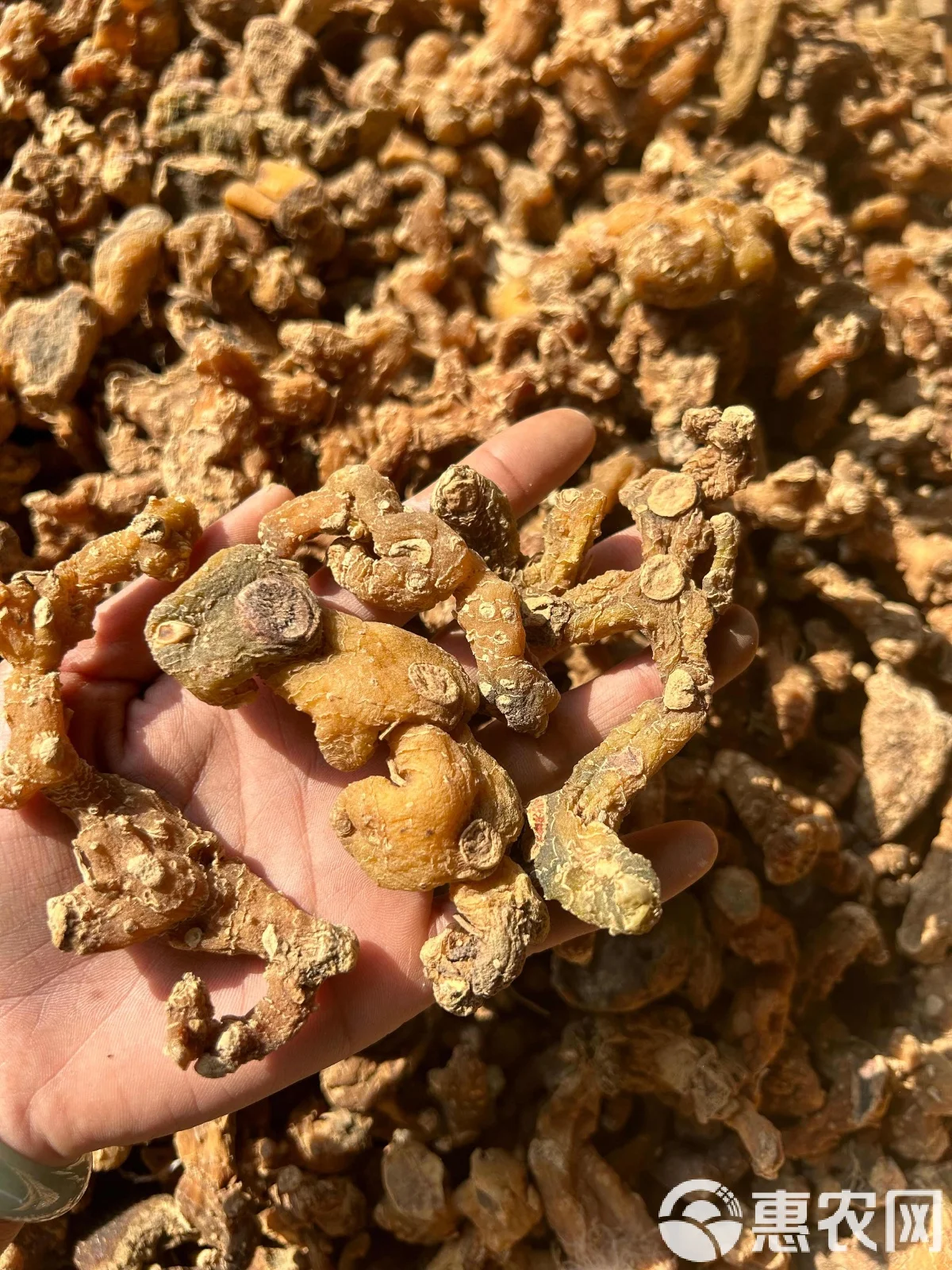 泡制中的酒黄精特写：透明玻璃罐内，琥珀色酒液浸润着深褐色的黄精片，旁边摆放着未处理的黄精原料和白酒。_1