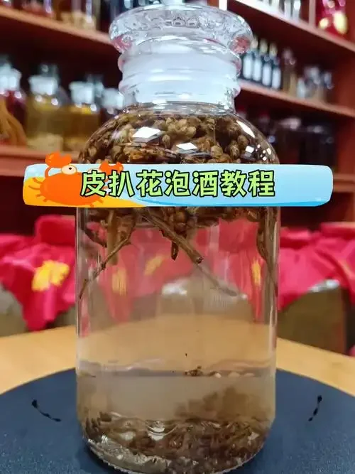 自制枇杷泡酒过程图示：玻璃瓶中新鲜枇杷果肉与冰糖层次分明，正被清澈白酒浸泡。_1