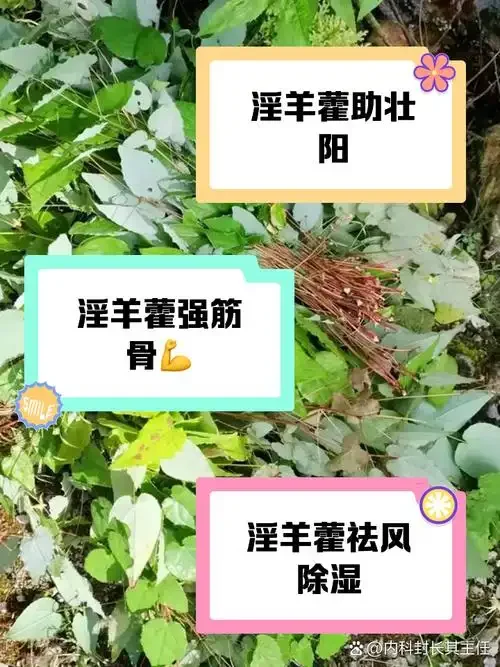 淫羊藿泡酒前处理步骤实拍：新鲜淫羊藿、清洗浸泡和晾晒的竹筛_1