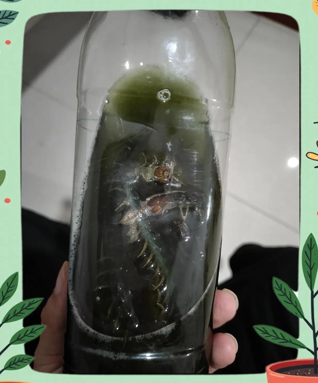 酿酒师展示装有蜈蚣的泡酒坛_1
