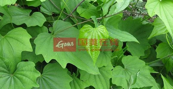 穿山龙与当归、川芎等中药材在透明玻璃罐中浸泡的金黄色药酒特写，旁边摆放着药材和工具。_1