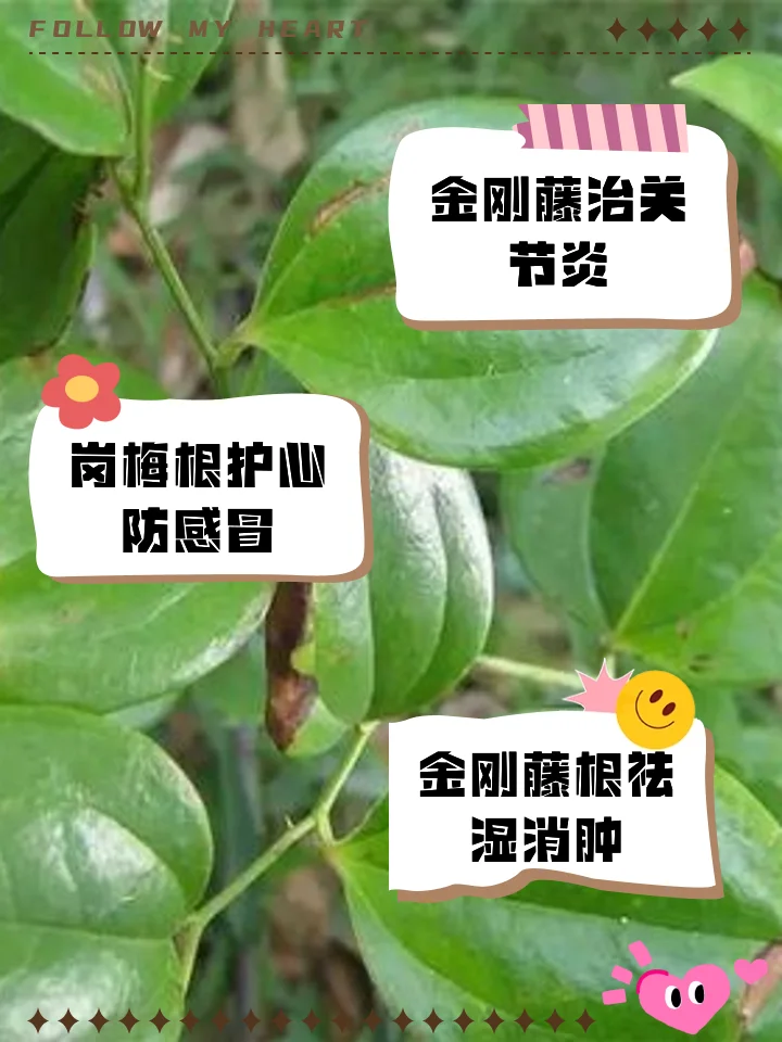 酿酒师展示新鲜金刚藤与成品金刚藤泡酒的对比照片_1