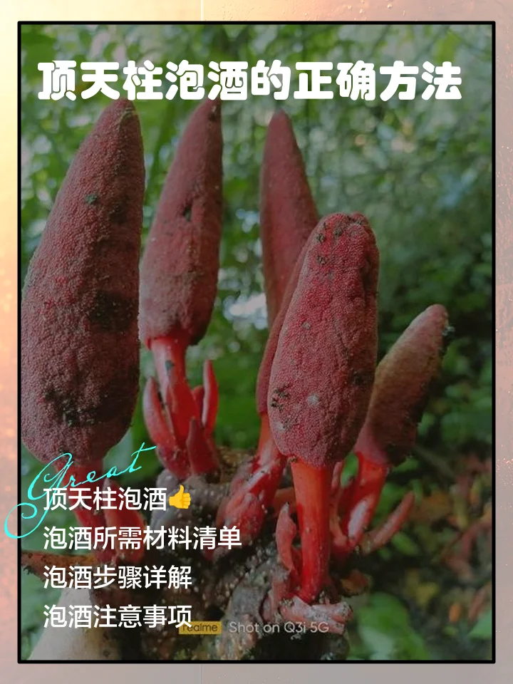 酿酒师在作坊中向玻璃坛内放入干品淫羊藿，准备泡制药酒_1