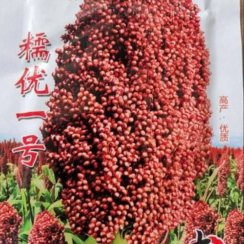 酿酒师手中对比糯高粱与粳高粱的实物区别，背景为传统酿酒器具_1