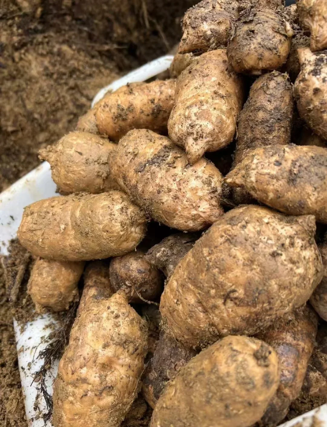 酿酒师处理新鲜天麻准备泡酒的步骤特写_1