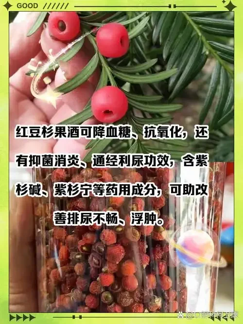 家庭自酿红豆杉果酒实拍：玻璃罐中深红色果实与琥珀色酒液交融_1