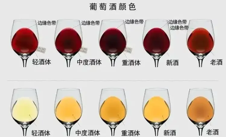 资深酿酒师手持红酒杯，在酒窖背景前展示红酒色泽，用于教学鉴别红酒好坏_1