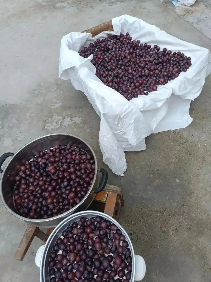 不同品种酿酒葡萄（赤霞珠、梅洛、霞多丽）与一杯红葡萄酒在工作台上的展示_1