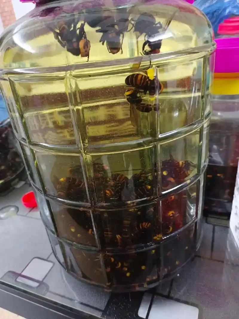 虎头蜂泡酒配方示例：透明酒坛中虎头蜂与枸杞、人参等药材共同浸泡的实拍细节图_1