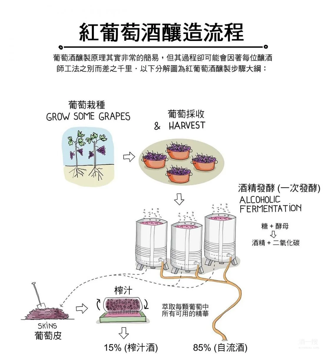 红葡萄酒家庭酿造过程：正在进行的压帽操作，展示发酵初期的葡萄皮渣与汁液融合状态_1